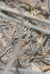 Ctenophorus spinodomus