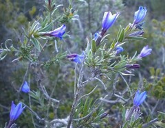 Lithodora fruticosa