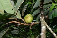 Pouteria macrophylla