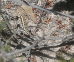 Ctenophorus spinodomus