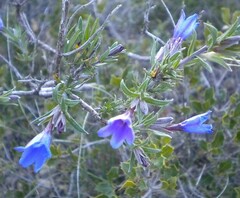 Lithodora fruticosa