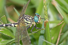 Austrogomphus cornutus