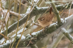 Troglodytes troglodytes