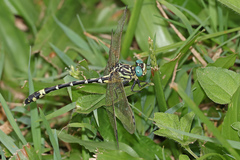 Austrogomphus cornutus