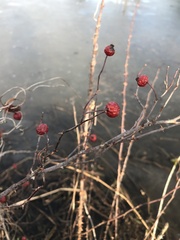 Rosa palustris