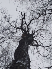 Robinia pseudoacacia