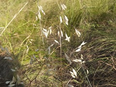 Bromus japonicus