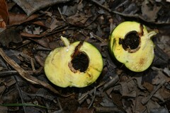 Pouteria macrophylla