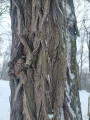 Robinia pseudoacacia