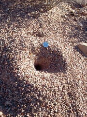 Myrmecocystus mexicanus