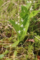 Maianthemum trifolium