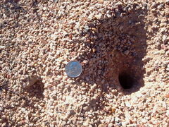 Myrmecocystus mexicanus