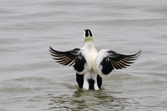 Somateria mollissima