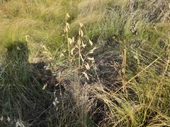 Bromus japonicus