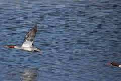 Mergus merganser americanus