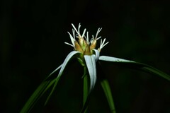 Rhynchospora pura