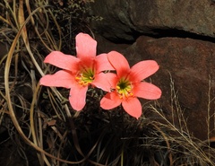 Cyrtanthus galpinii