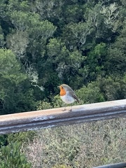 Erithacus rubecula superbus
