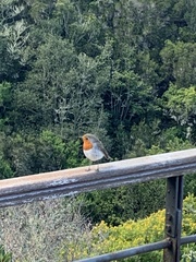 Erithacus rubecula superbus