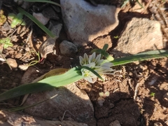Allium chamaemoly
