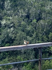 Erithacus rubecula superbus