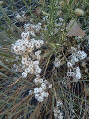 Baccharis sergiloides