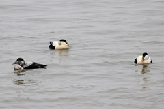 Somateria mollissima