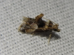 Neodavisia melusina