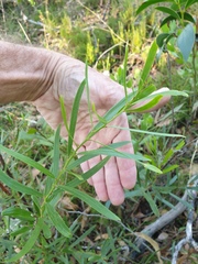 Acacia verniciflua