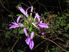 Dicliptera clinopodia