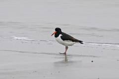 Haematopus ostralegus