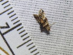 Neodavisia melusina