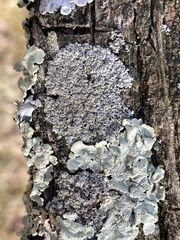 Physcia millegrana
