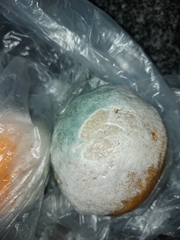 Penicillium italicum