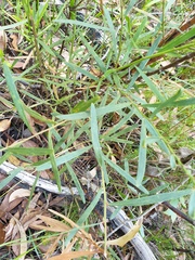 Acacia verniciflua