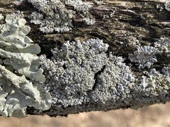 Physcia millegrana
