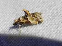 Neodavisia melusina
