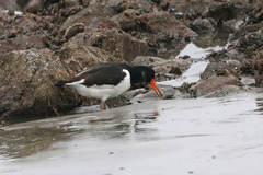 Haematopus ostralegus