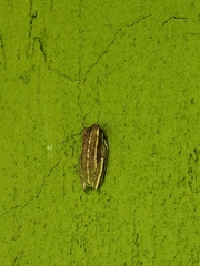Hyperolius viridiflavus