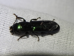 Temnoscheila virescens