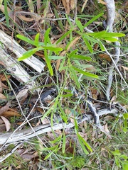 Acacia verniciflua