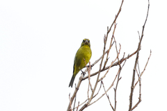 Crithagra sulphurata