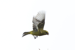 Crithagra sulphurata