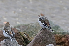 Plectrophenax nivalis