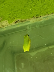 Hyperolius viridiflavus