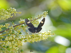 Riodina lycisca