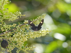 Riodina lycisca