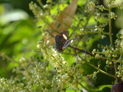 Riodina lycisca