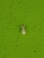 Hyperolius viridiflavus