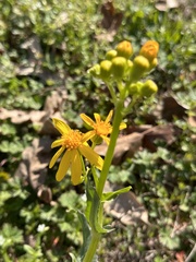 Senecio ampullaceus